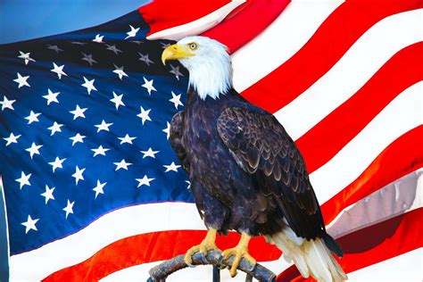 which bird is the symbol of usa figgerits